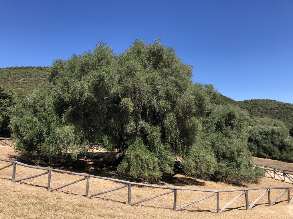 Der älteste Olivenbaum